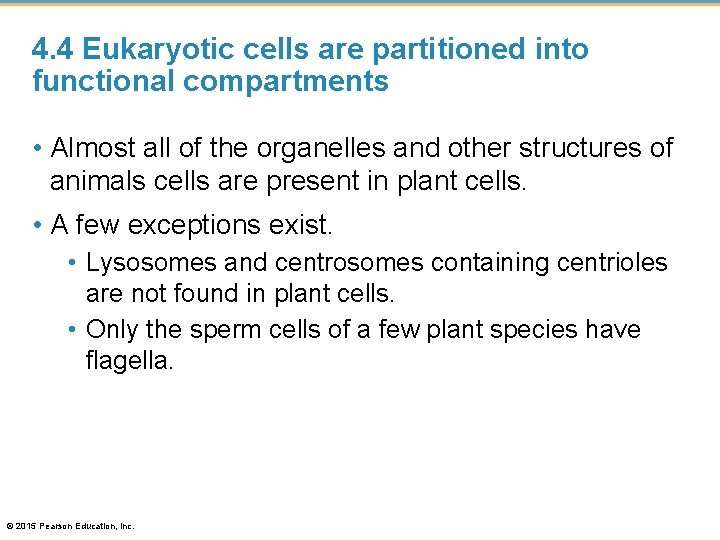 4. 4 Eukaryotic cells are partitioned into functional compartments • Almost all of the