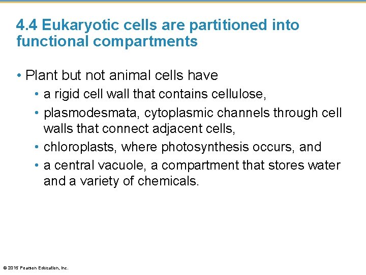 4. 4 Eukaryotic cells are partitioned into functional compartments • Plant but not animal