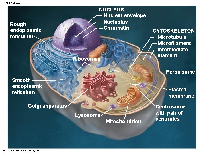 Figure 4. 4 a Rough endoplasmic reticulum NUCLEUS Nuclear envelope Nucleolus Chromatin Ribosomes CYTOSKELETON