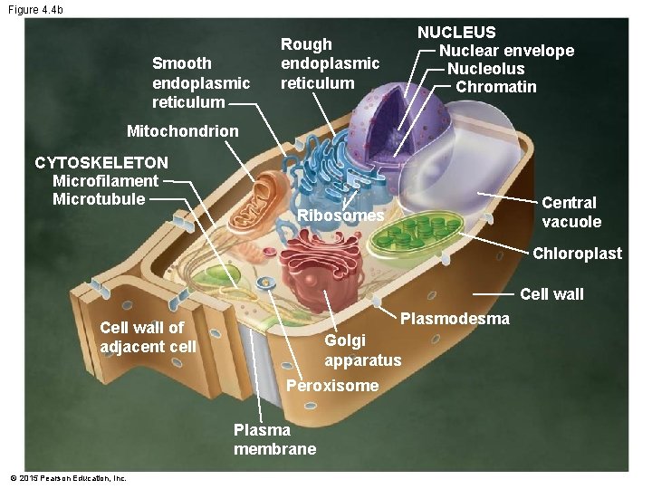 Figure 4. 4 b Smooth endoplasmic reticulum NUCLEUS Nuclear envelope Nucleolus Chromatin Rough endoplasmic