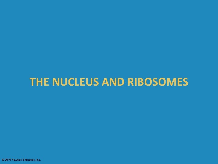 THE NUCLEUS AND RIBOSOMES © 2015 Pearson Education, Inc. 