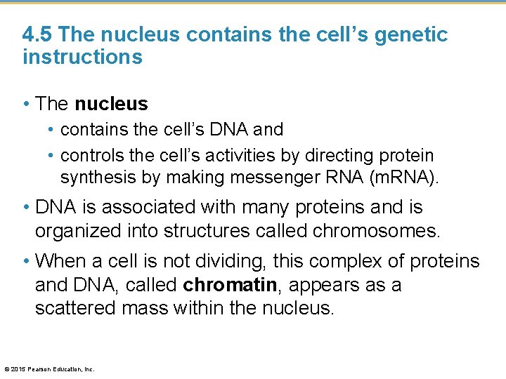 4. 5 The nucleus contains the cell’s genetic instructions • The nucleus • contains