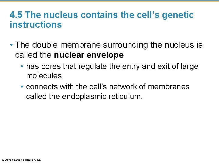 4. 5 The nucleus contains the cell’s genetic instructions • The double membrane surrounding