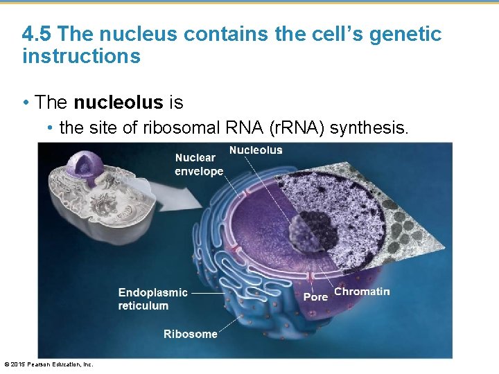 4. 5 The nucleus contains the cell’s genetic instructions • The nucleolus is •