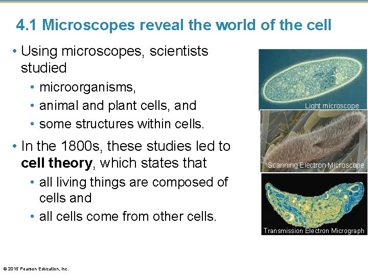4. 1 Microscopes reveal the world of the cell • Using microscopes, scientists studied