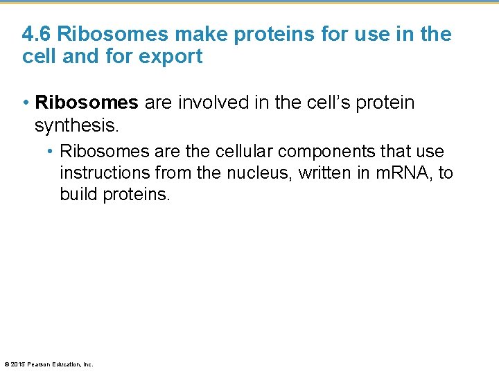 4. 6 Ribosomes make proteins for use in the cell and for export •