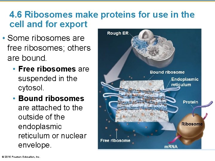 4. 6 Ribosomes make proteins for use in the cell and for export •