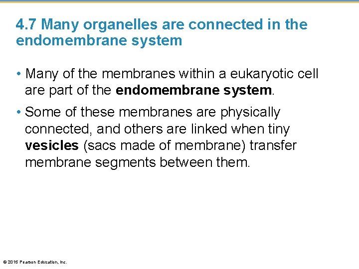 4. 7 Many organelles are connected in the endomembrane system • Many of the