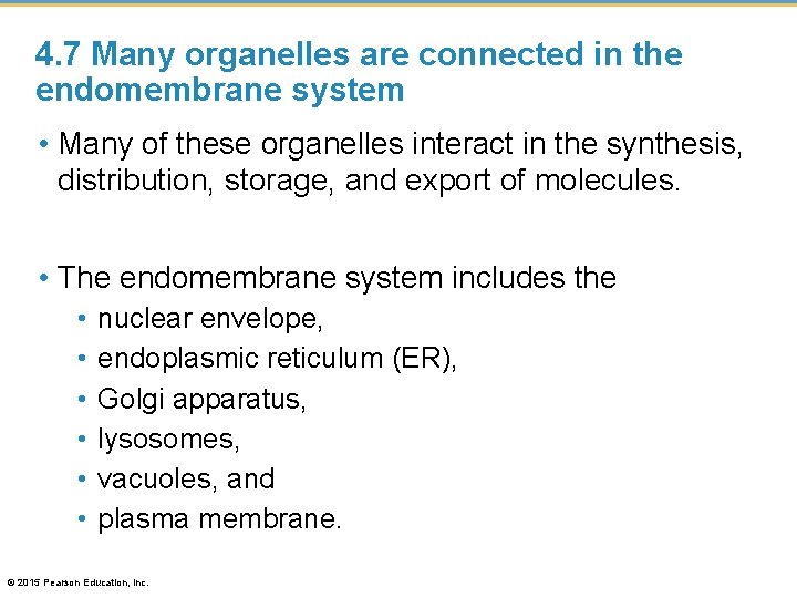 4. 7 Many organelles are connected in the endomembrane system • Many of these