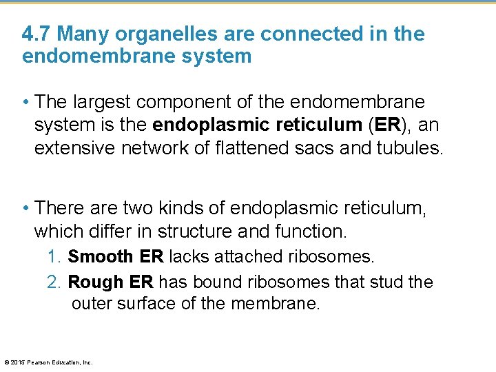 4. 7 Many organelles are connected in the endomembrane system • The largest component