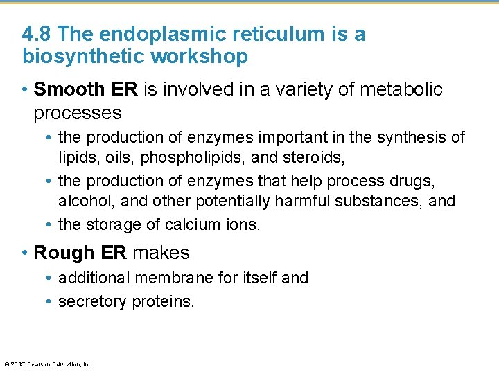 4. 8 The endoplasmic reticulum is a biosynthetic workshop • Smooth ER is involved