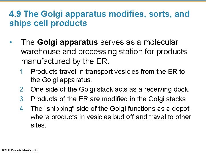 4. 9 The Golgi apparatus modifies, sorts, and ships cell products • The Golgi