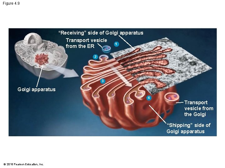 Figure 4. 9 “Receiving” side of Golgi apparatus Transport vesicle 1 from the ER