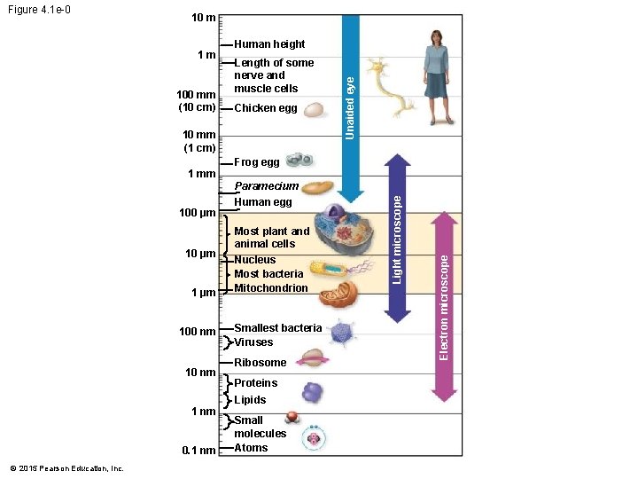 10 m Length of some nerve and muscle cells Chicken egg 10 mm (1