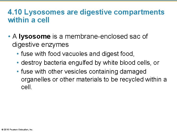 4. 10 Lysosomes are digestive compartments within a cell • A lysosome is a