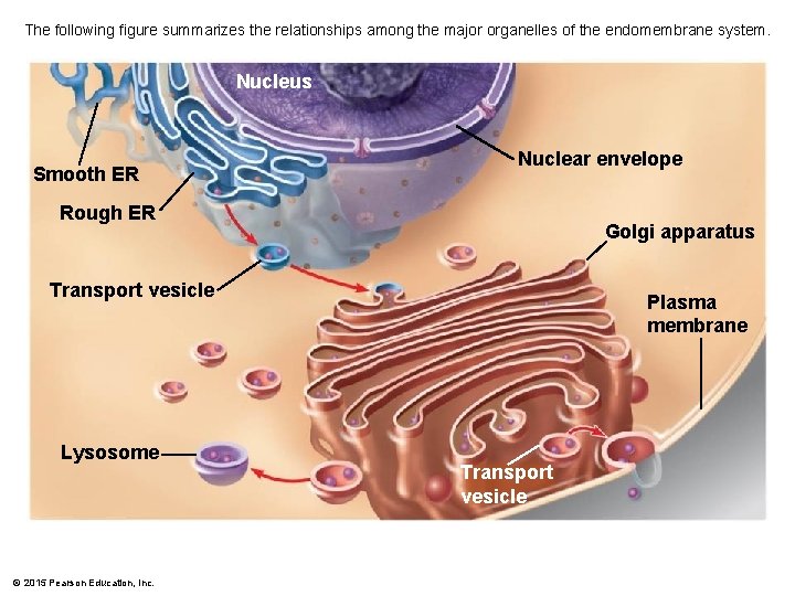 The following figure summarizes the relationships among the major organelles of the endomembrane system.
