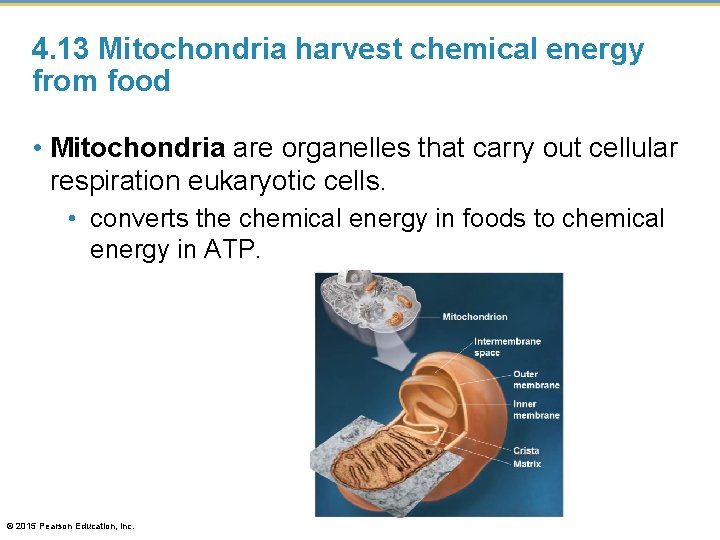 4. 13 Mitochondria harvest chemical energy from food • Mitochondria are organelles that carry