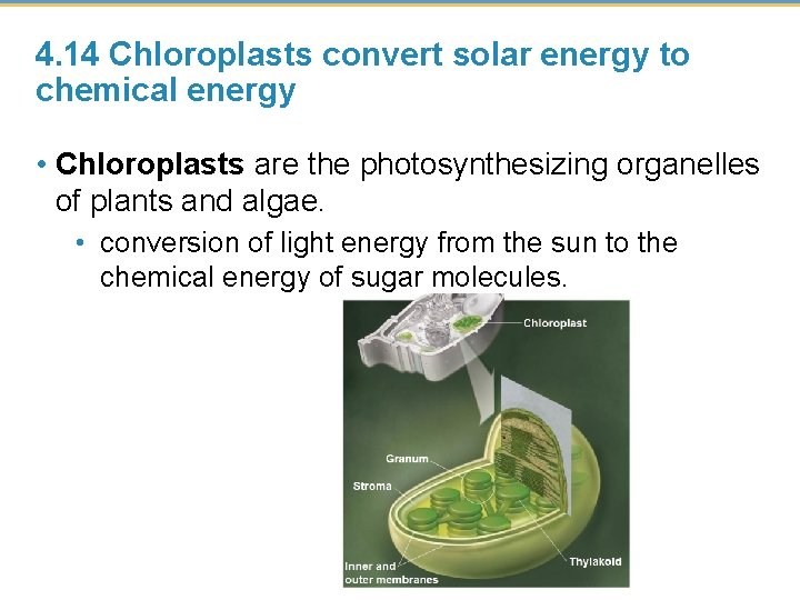4. 14 Chloroplasts convert solar energy to chemical energy • Chloroplasts are the photosynthesizing