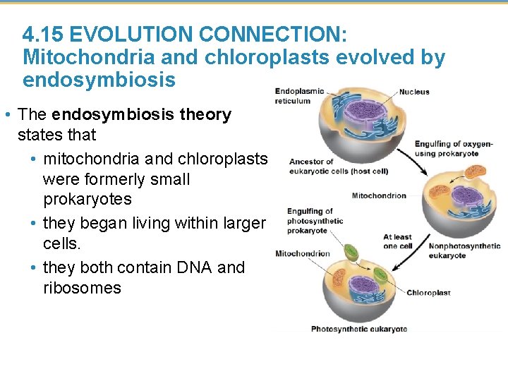 4. 15 EVOLUTION CONNECTION: Mitochondria and chloroplasts evolved by endosymbiosis • The endosymbiosis theory