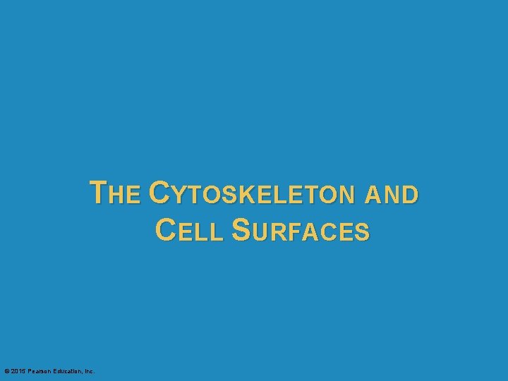 THE CYTOSKELETON AND CELL SURFACES © 2015 Pearson Education, Inc. 
