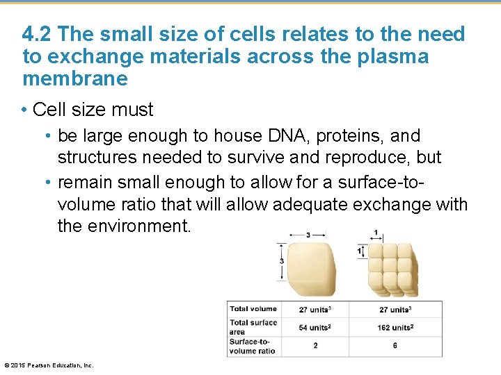 4. 2 The small size of cells relates to the need to exchange materials