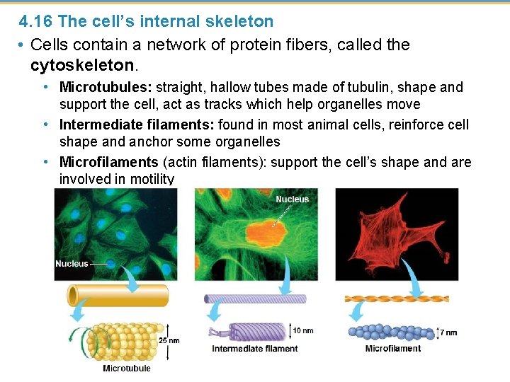 4. 16 The cell’s internal skeleton • Cells contain a network of protein fibers,