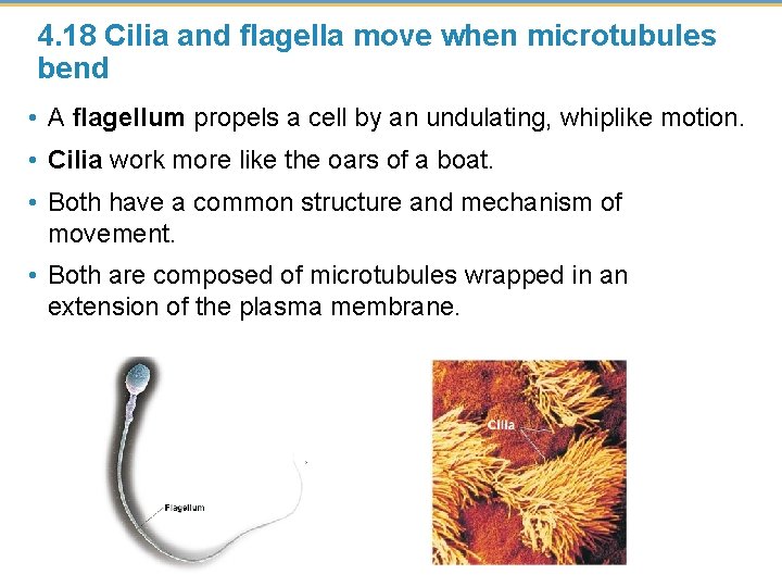 4. 18 Cilia and flagella move when microtubules bend • A flagellum propels a