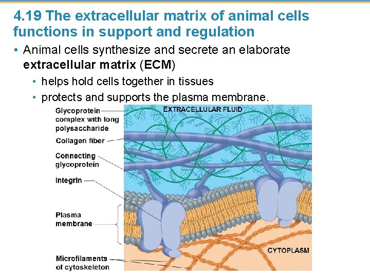 4. 19 The extracellular matrix of animal cells functions in support and regulation •
