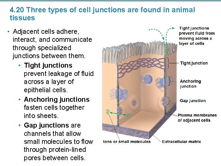 4. 20 Three types of cell junctions are found in animal tissues • Adjacent