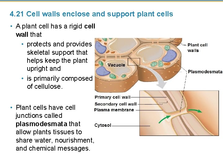 4. 21 Cell walls enclose and support plant cells • A plant cell has