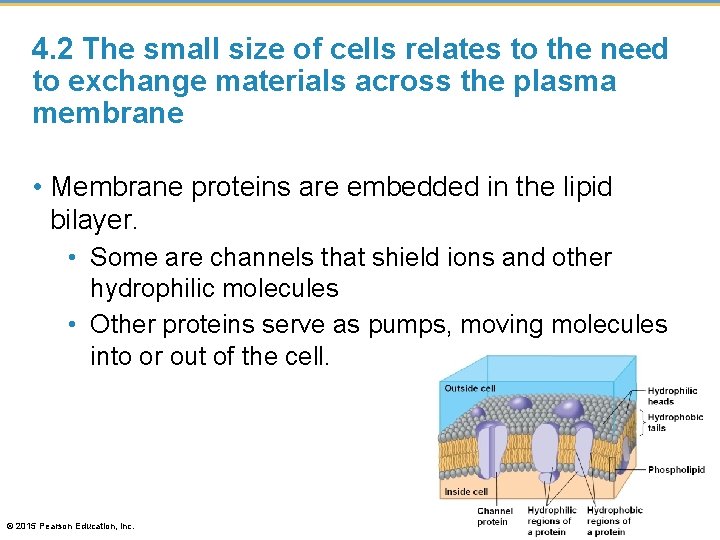 4. 2 The small size of cells relates to the need to exchange materials