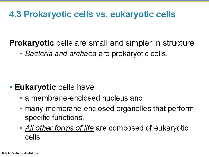 4. 3 Prokaryotic cells vs. eukaryotic cells Prokaryotic cells are small and simpler in