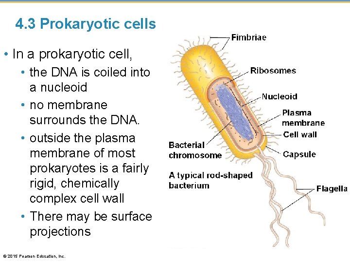 4. 3 Prokaryotic cells • In a prokaryotic cell, • the DNA is coiled