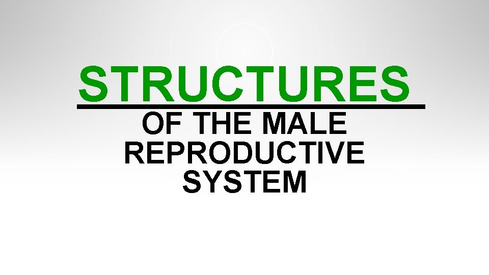 STRUCTURES OF THE MALE REPRODUCTIVE SYSTEM STRUCTURES OF THE MALE REPRODUCTIVE SYSTEM