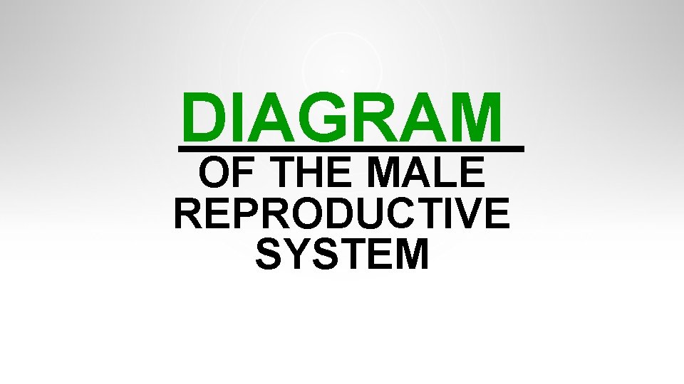 DIAGRAM OF THE MALE REPRODUCTIVE SYSTEM DIAGRAM OF THE MALE REPRODUCTIVE SYSTEM