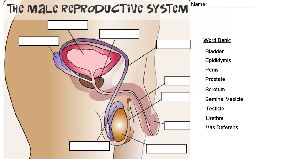 Name: ________ Word Bank: Bladder Epididymis Penis Prostate Scrotum Seminal Vesicle Testicle Urethra Vas Name: ________ Word Bank: Bladder Epididymis Penis Prostate Scrotum Seminal Vesicle Testicle Urethra Vas