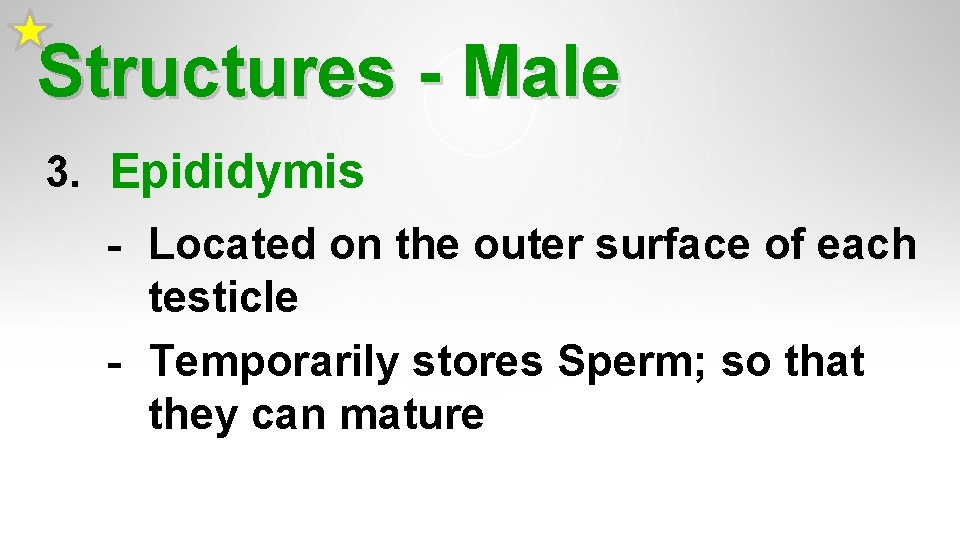 Structures - Male 3. Epididymis - Located on the outer surface of each testicle Structures - Male 3. Epididymis - Located on the outer surface of each testicle