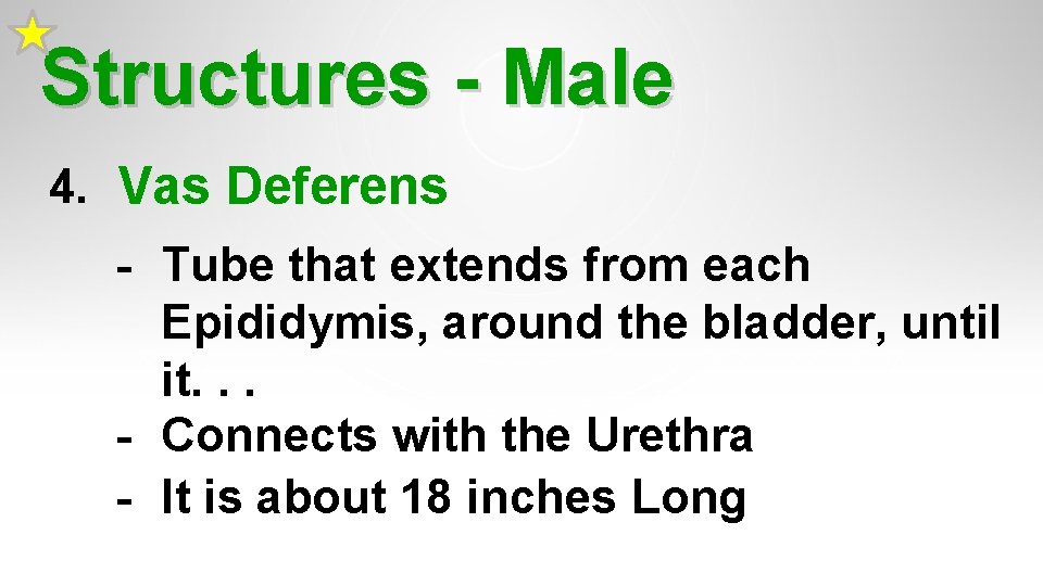 Structures - Male 4. Vas Deferens - Tube that extends from each Epididymis, around Structures - Male 4. Vas Deferens - Tube that extends from each Epididymis, around