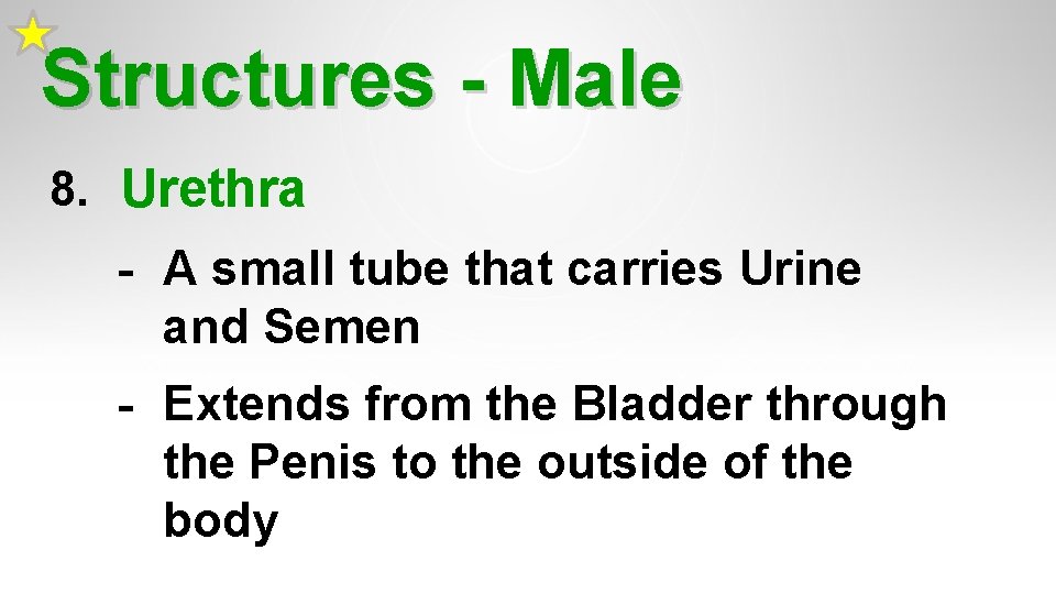 Structures - Male 8. Urethra - A small tube that carries Urine and Semen Structures - Male 8. Urethra - A small tube that carries Urine and Semen