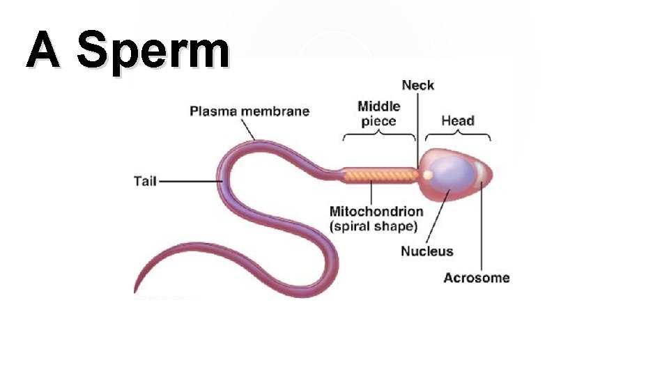 A Sperm A Sperm
