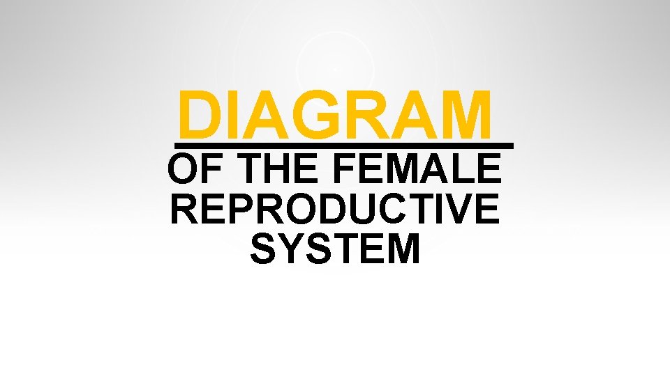 DIAGRAM OF THE FEMALE REPRODUCTIVE SYSTEM DIAGRAM OF THE FEMALE REPRODUCTIVE SYSTEM