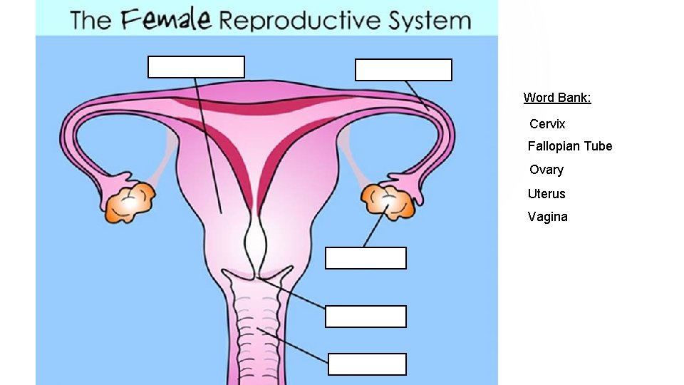Word Bank: Cervix Fallopian Tube Ovary Uterus Vagina Word Bank: Cervix Fallopian Tube Ovary Uterus Vagina