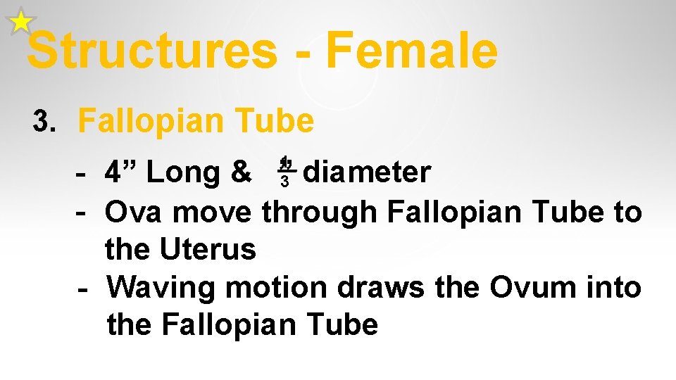 Structures - Female 3. Fallopian Tube 1 __ 3 - 4” Long & ” Structures - Female 3. Fallopian Tube 1 __ 3 - 4” Long & ”