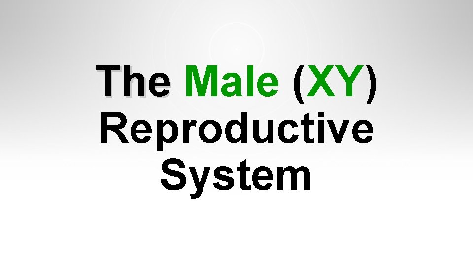 The Male (XY) Reproductive System The Male (XY) Reproductive System