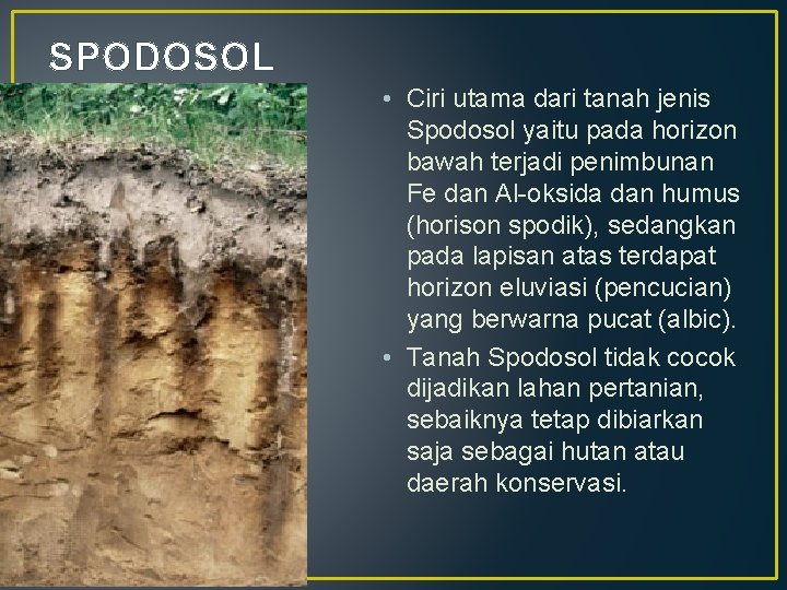 SPODOSOL • Ciri utama dari tanah jenis Spodosol yaitu pada horizon bawah terjadi penimbunan