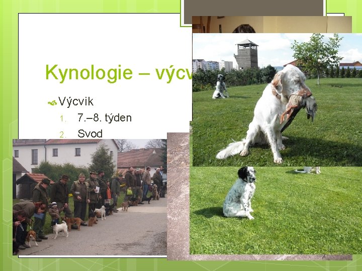 Kynologie – výcvik Výcvik 1. 2. 3. 4. 7. – 8. týden Svod Lehké
