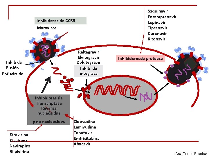 Saquinavir Fosamprenavir Lopinavir Tipranavir Darunavir Ritonavir Inhibidores de CCR 5 Maraviroc Raltegravir Elvitegravir Dolutegravir Saquinavir Fosamprenavir Lopinavir Tipranavir Darunavir Ritonavir Inhibidores de CCR 5 Maraviroc Raltegravir Elvitegravir Dolutegravir
