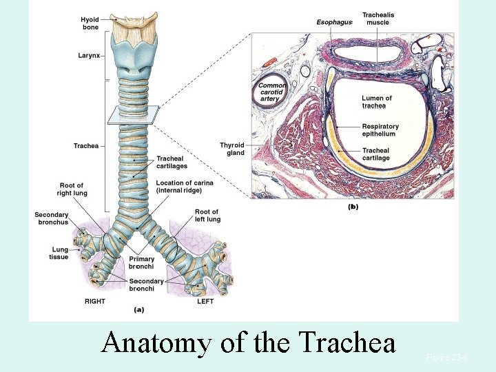 Anatomy of the Trachea Figure 23– 6 Anatomy of the Trachea Figure 23– 6