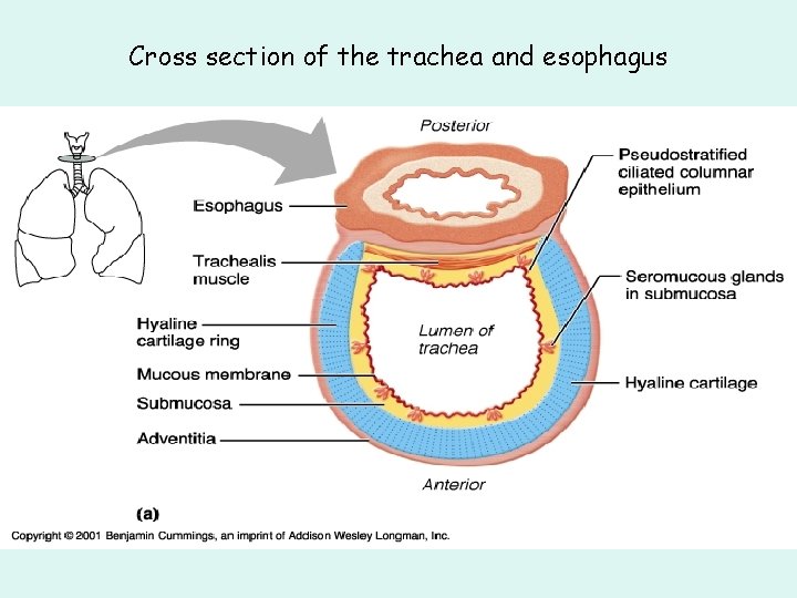 Cross section of the trachea and esophagus Cross section of the trachea and esophagus