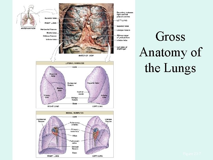 Gross Anatomy of the Lungs Figure 23– 7 Gross Anatomy of the Lungs Figure 23– 7